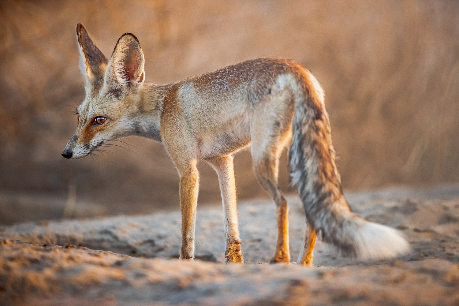 10 Potentially Dangerous Wild Animals In The UAE Mountains Desert